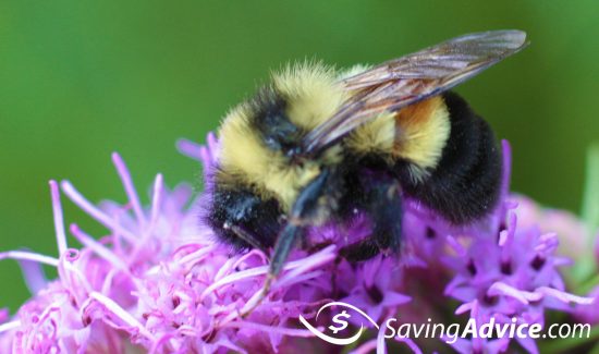 Rusty Patched Bumblebee Becomes the First Bee on the Endangered Species