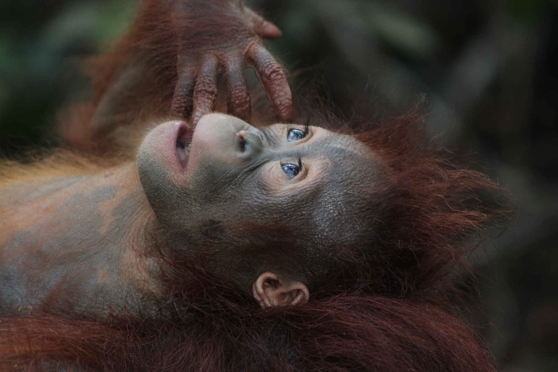 The Bornean Orangutan Population Was Sliced in Half From 1999 to 2015