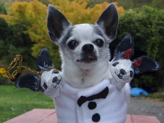 DIY Halloween Pet Costumes