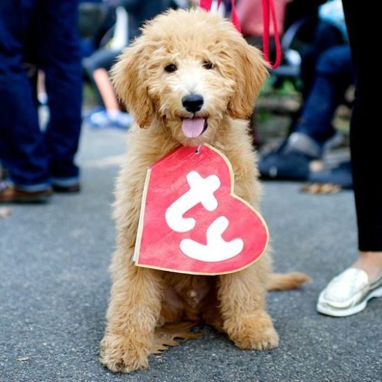 DIY Halloween Pet Costumes