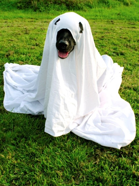 DIY Halloween Pet Costumes