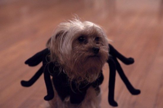 DIY Halloween Pet Costumes