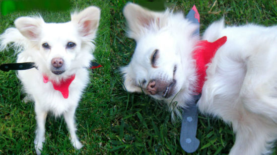 DIY Halloween Pet Costumes