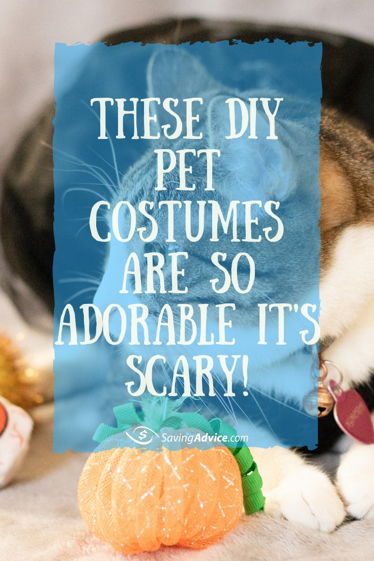 diy halloween pet costumes, affordable pet costumes, cheap halloween costumes for pets