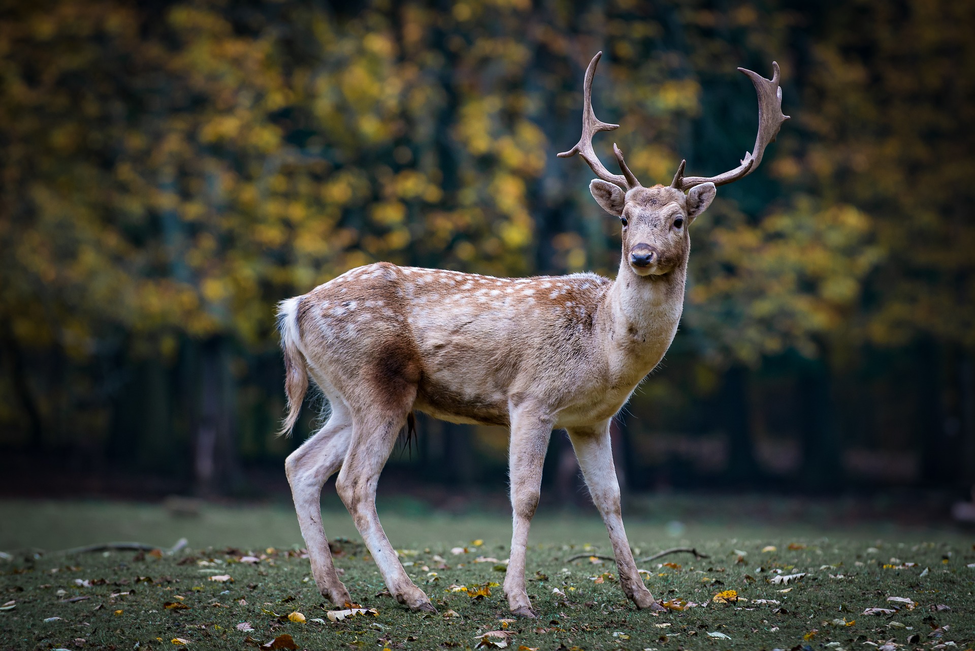 Beware: Zombie Deer Disease Could Spread to Humans Through Infected Meat