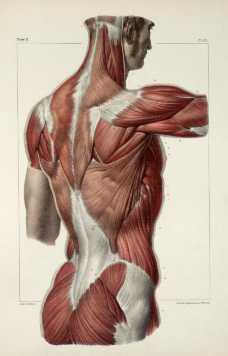 Anatomy Education Online To Further Your Medical Knowledge