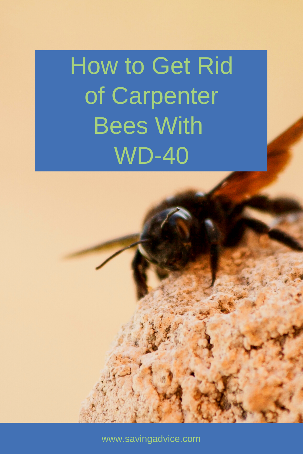 How To Get Rid Of Carpenter Bees With Wd 40 Blog