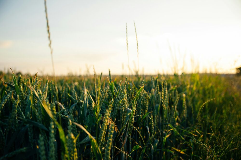 Agricultural