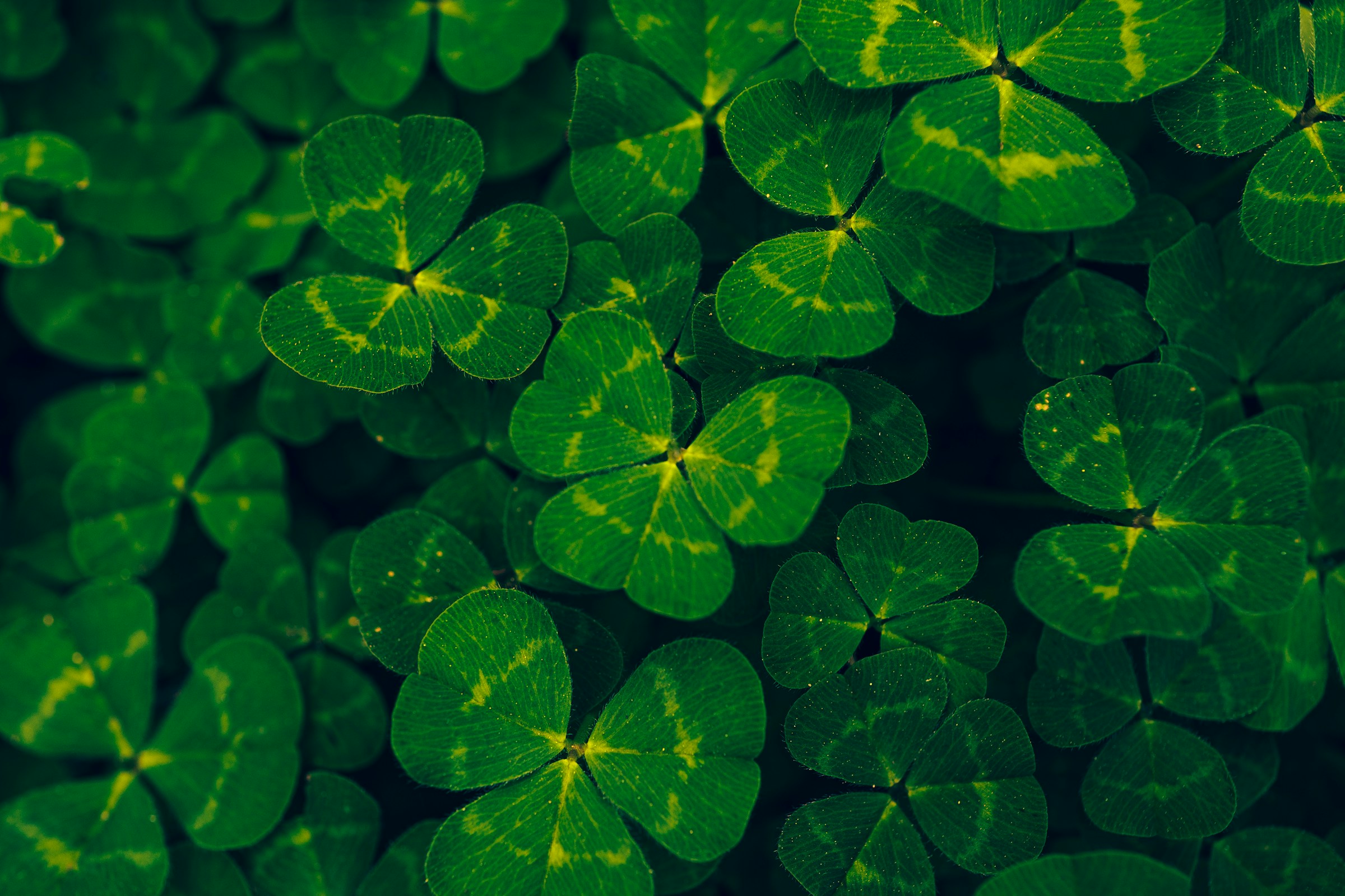 Deals for St. Patrick’s Day You Can’t Afford to Miss! – Go Health Pro